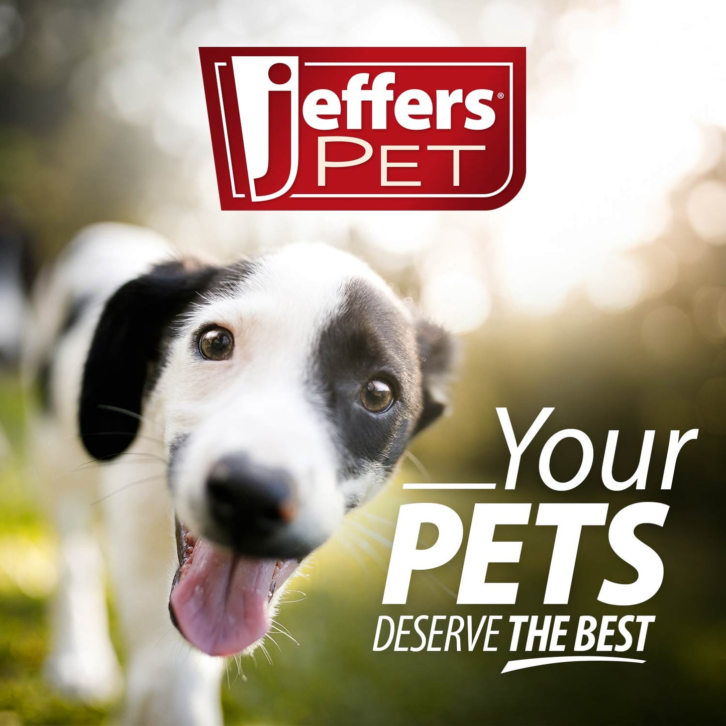 Jeffers Padded Black Leather Dog Collars with O-Ring and Nickel Hardware
